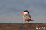 Common Tern (Sterna hirundo)