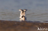 Common Tern (Sterna hirundo)