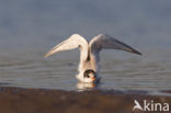 Common Tern (Sterna hirundo)