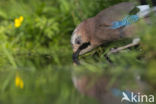 Eurasian Jay (Garrulus glandarius)