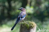 Eurasian Jay (Garrulus glandarius)