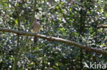 Vlaamse Gaai (Garrulus glandarius)