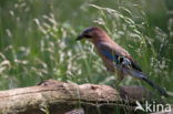 Eurasian Jay (Garrulus glandarius)