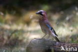 Vlaamse Gaai (Garrulus glandarius)