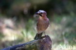 Vlaamse Gaai (Garrulus glandarius)