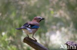 Vlaamse Gaai (Garrulus glandarius)