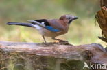 Vlaamse Gaai (Garrulus glandarius)