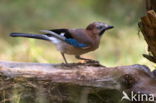 Eurasian Jay (Garrulus glandarius)