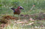 Vlaamse Gaai (Garrulus glandarius)