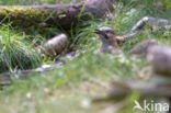 Vlaamse Gaai (Garrulus glandarius)