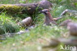 Vlaamse Gaai (Garrulus glandarius)