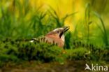 Vlaamse Gaai (Garrulus glandarius)