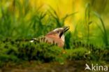 Eurasian Jay (Garrulus glandarius)