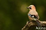 Eurasian Jay (Garrulus glandarius)