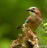 Eurasian Jay (Garrulus glandarius)