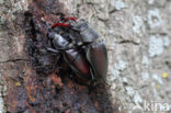 Vliegend hert (Lucanus cervus)