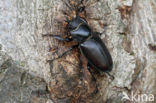 Vliegend hert (Lucanus cervus)