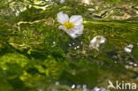 Vlottende waterranonkel (Ranunculus fluitans)