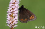 Woodland Ringlet (Erebia medusa)