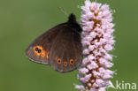 Woodland Ringlet (Erebia medusa)
