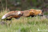 Fox (Vulpes vulpes)