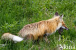 Vos (Vulpes vulpes)