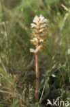 Bedstraw Broomrape (Orobanche caryophyllacea)