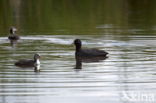 Waterhoen (Gallinula chloropus)