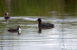 Common Moorhen (Gallinula chloropus)