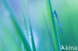 Waterjuffer (Coenagrion sp.)