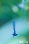 Damselfly (Coenagrion sp.)