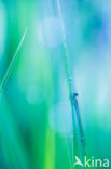 Damselfly (Coenagrion sp.)