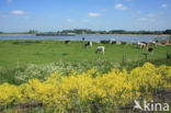 Woad (Isatis tinctoria)