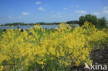 Wede (Isatis tinctoria)