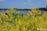 Woad (Isatis tinctoria)