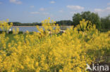 Woad (Isatis tinctoria)