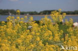 Woad (Isatis tinctoria)