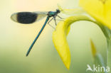 Weidebeekjuffer (Calopteryx splendens)