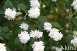 Sweet Mock-Orange (Philadelphus coronarius)