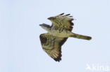 Honey Buzzard (Pernis apivorus)