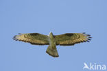 Honey Buzzard (Pernis apivorus)