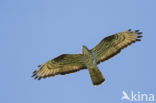 Honey Buzzard (Pernis apivorus)