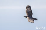 Honey Buzzard (Pernis apivorus)