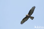 Honey Buzzard (Pernis apivorus)