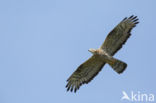 Honey Buzzard (Pernis apivorus)