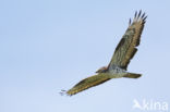 Honey Buzzard (Pernis apivorus)