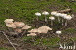 Wijnkleurige champignon (Agaricus semotus)