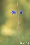 Columbine (Aquilegia vulgaris)