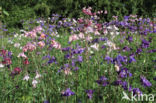 Columbine (Aquilegia vulgaris)