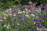 Wilde akelei (Aquilegia vulgaris)